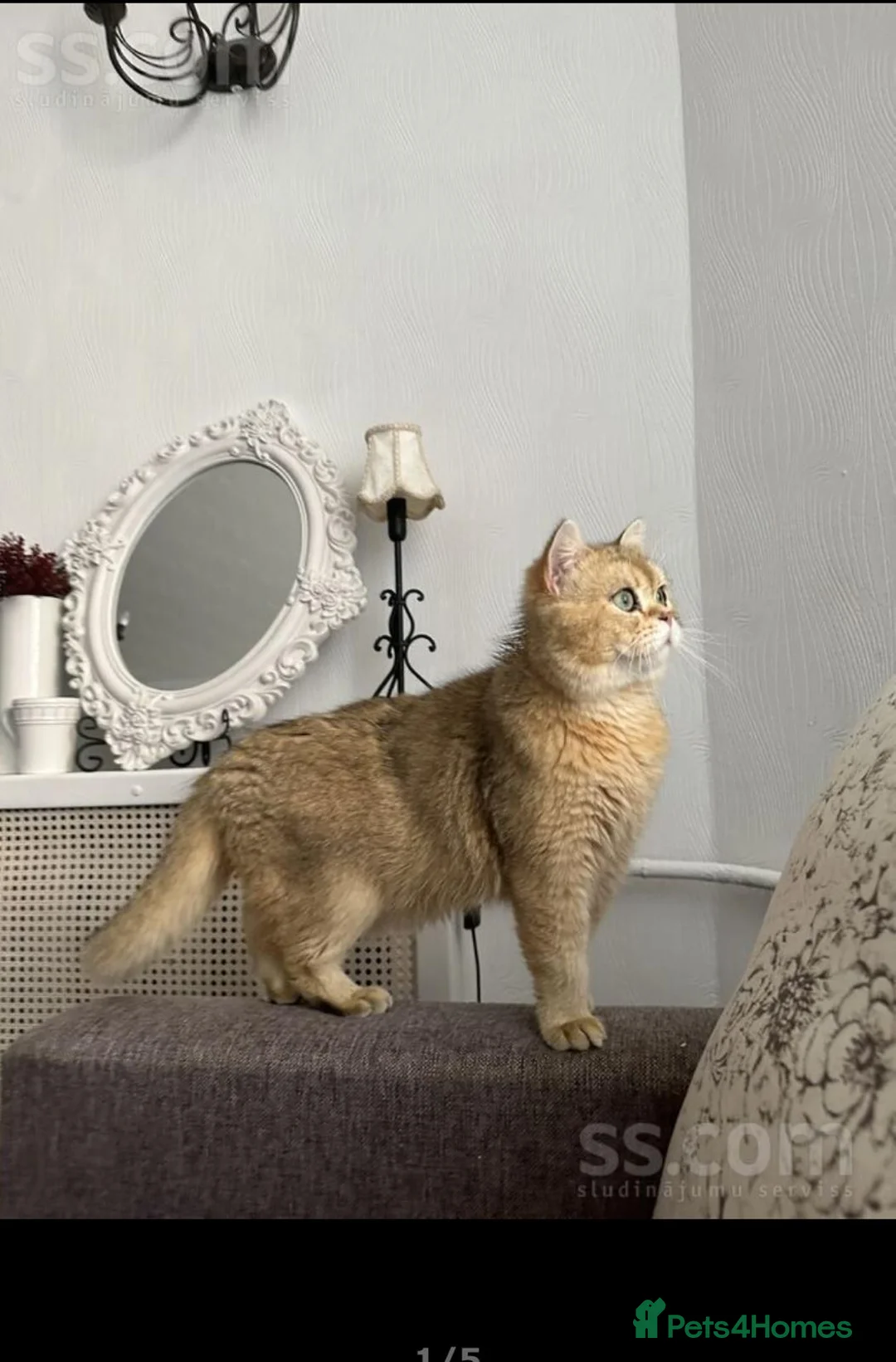 Scottish Fold cats for stud: Scottish straight gold male  - Advert 2