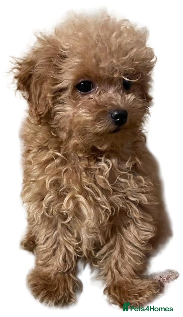 Maltipoo dogs F1  **  Maltipoo Puppies 🥰 - Advert 9