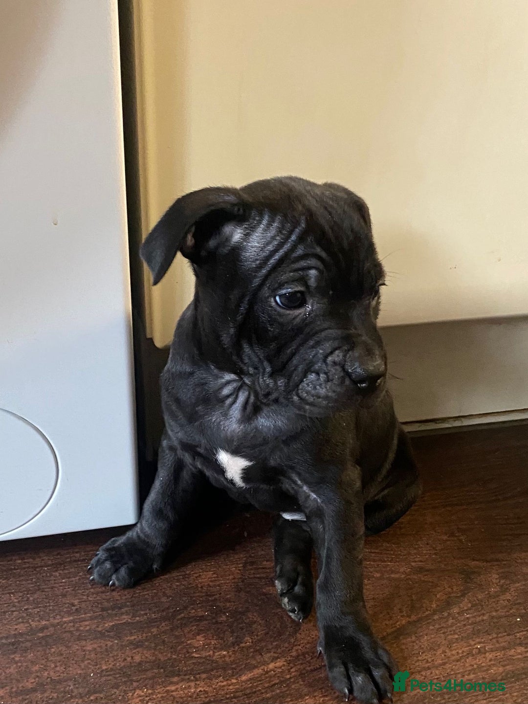 Staffordshire Bull Terrier dogs for sale: 2 staffy puppies  - Advert 3