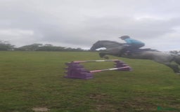 Connemara horses for sale: Storm the Jumping machine  - Image 7