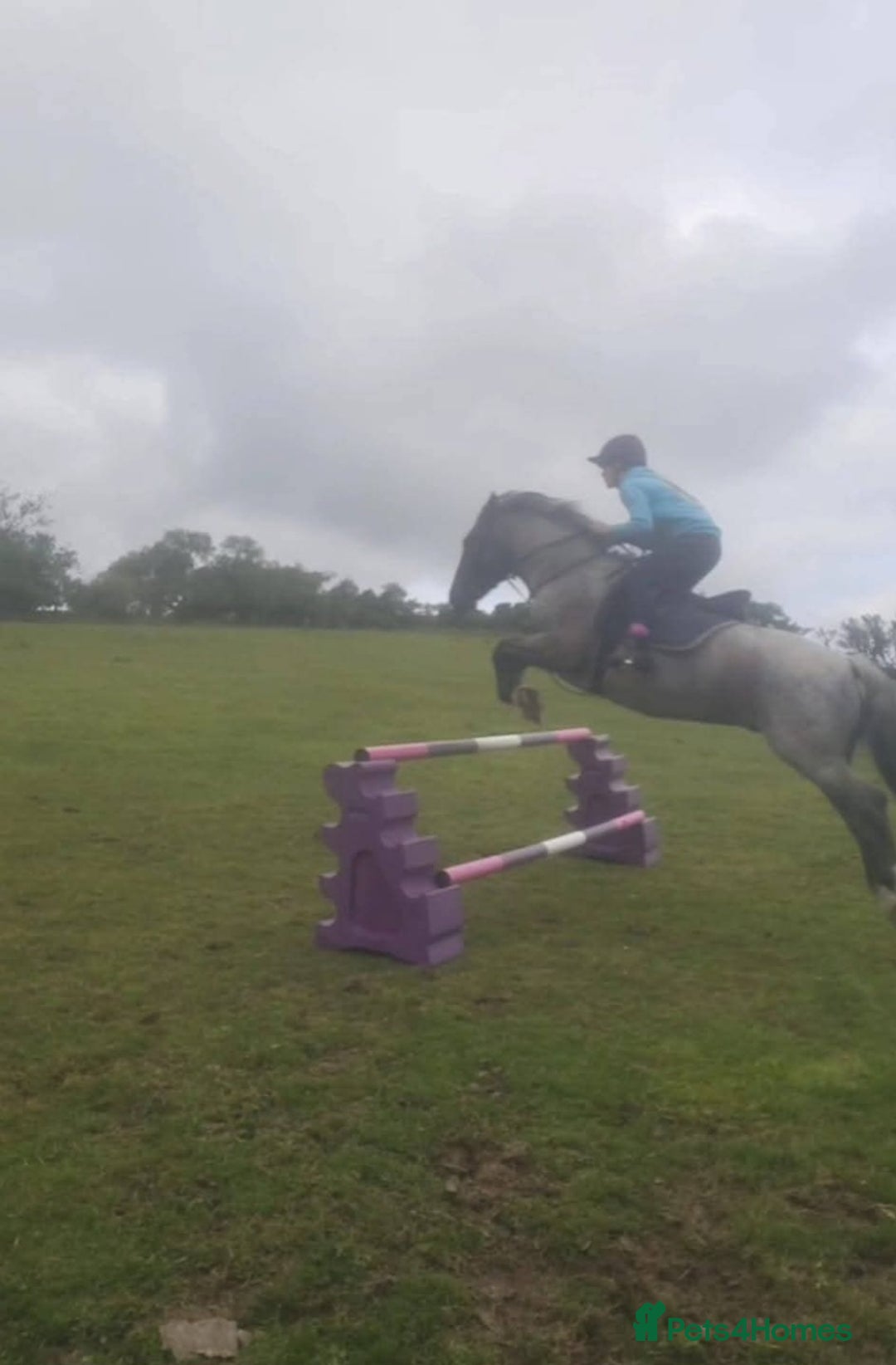 Connemara horses for sale: Storm the Jumping machine  - Image 7