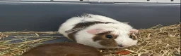 Guinea Pig rodents for sale: Abyssinian male guinea pig - Advert 3