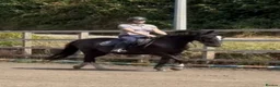 British Warmblood horses for sale: Beautiful black warmblood mare with golden temp in Maesteg - Advert 9