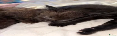 Mixed Breed Kitten 4