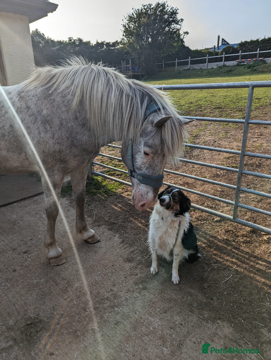 Border Collie dogs for sale: Experienced forever home only  - Advert 9