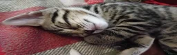 Bengal cats for sale: 4x Girls & 4x Boys – Stunning Bengal cross Kittens - Advert 9