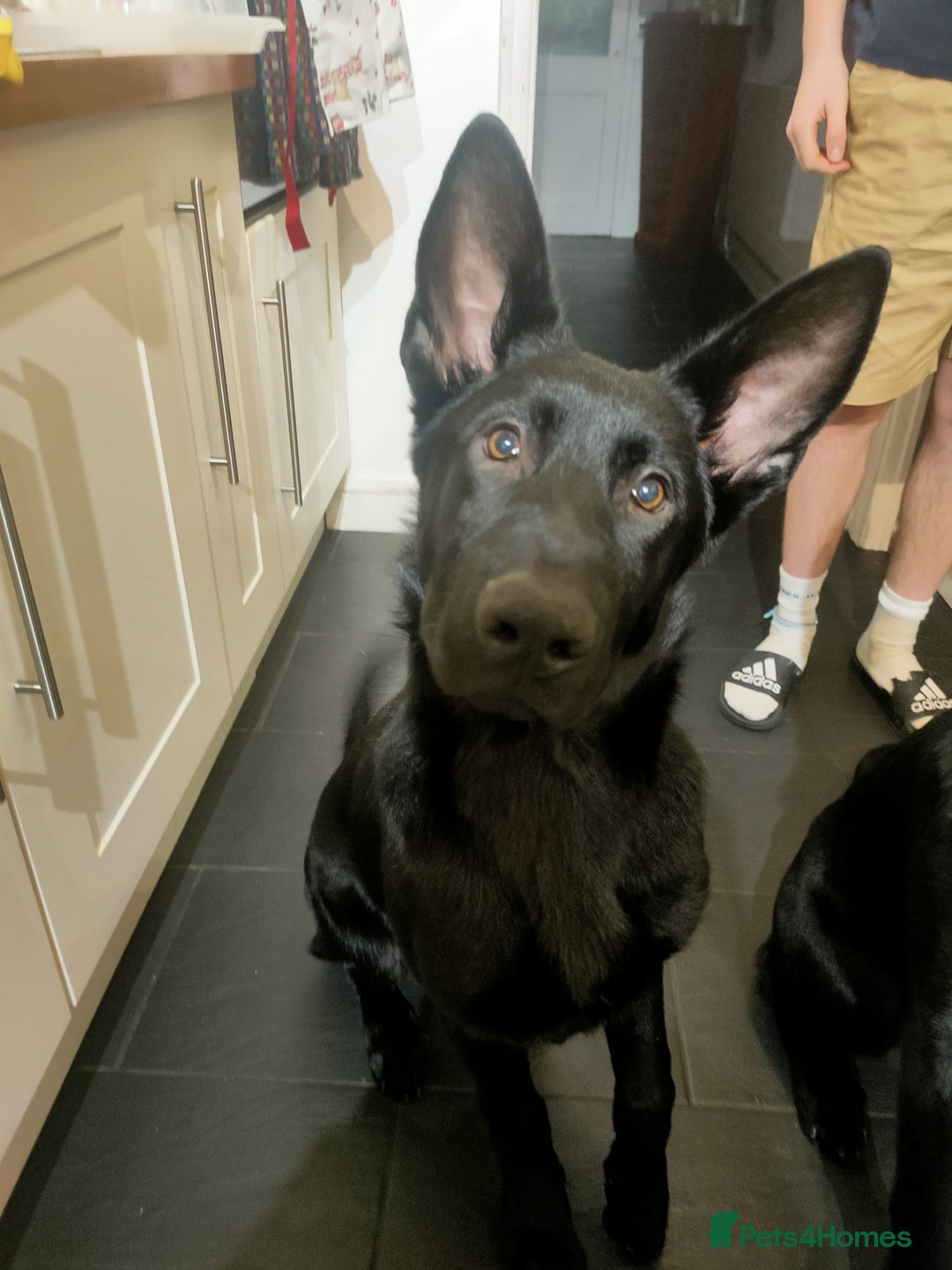 German Shepherd dogs for sale: gorgeous kc reg working blood line German Shepard  - Image 39