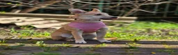 Mixed Breed dogs for adoption: ❤️🐶 BAMBI – SOFT NATURE, BEAUTIFUL BALANCE in Burton-on-Trent - Advert 22