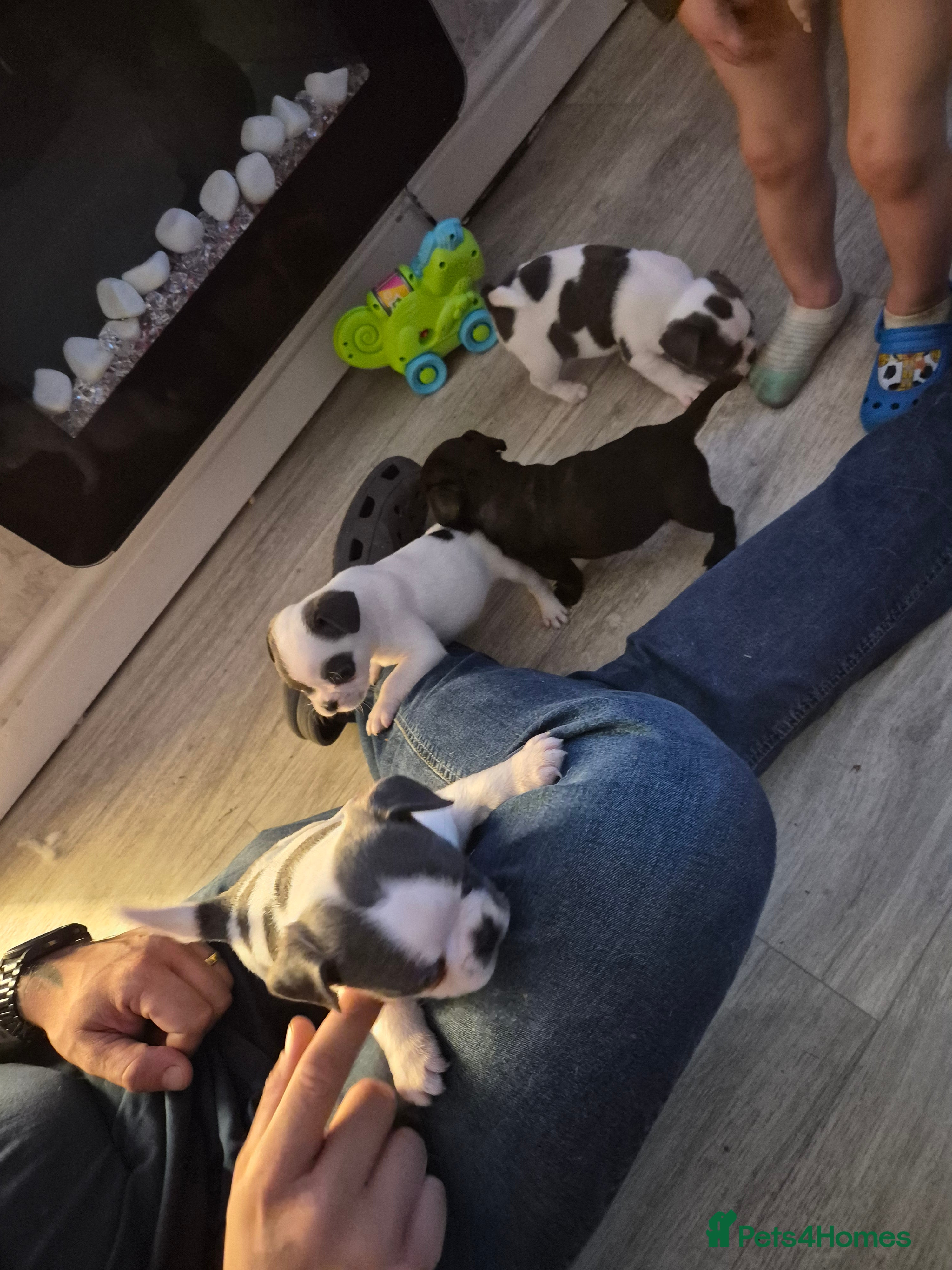 Mixed Breed dogs Frenchie X Alapaha  - Advert 1