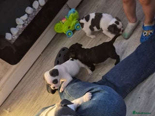 Mixed Breed dogs - Advert 1