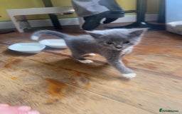 Mixed Breed cats for sale: Stunning litter of 4 - Image 19