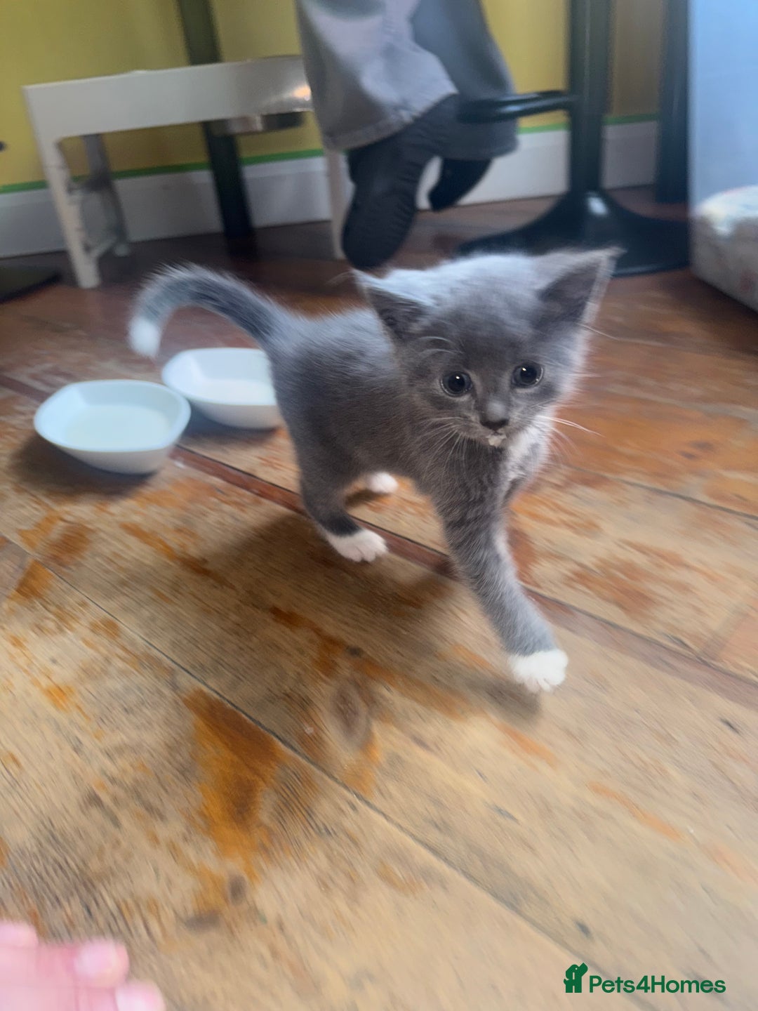 Mixed Breed cats for sale: Stunning litter of 4 - Image 19
