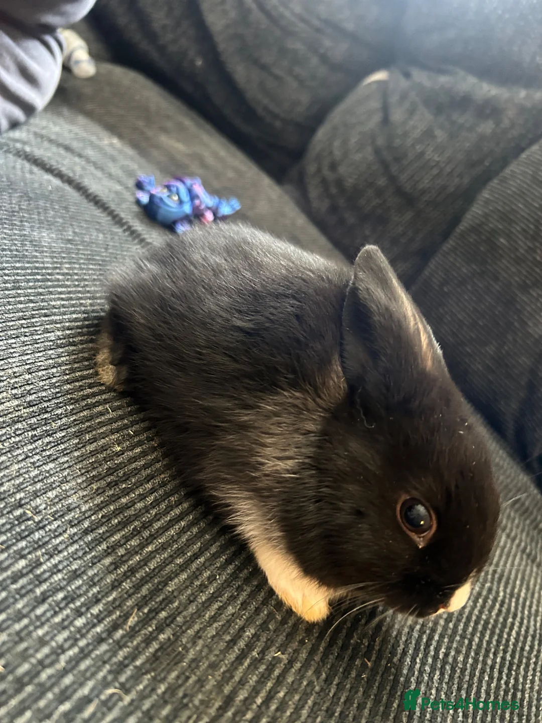 Mixed Breed rabbits for sale: 5 baby rabbits  - Advert 5
