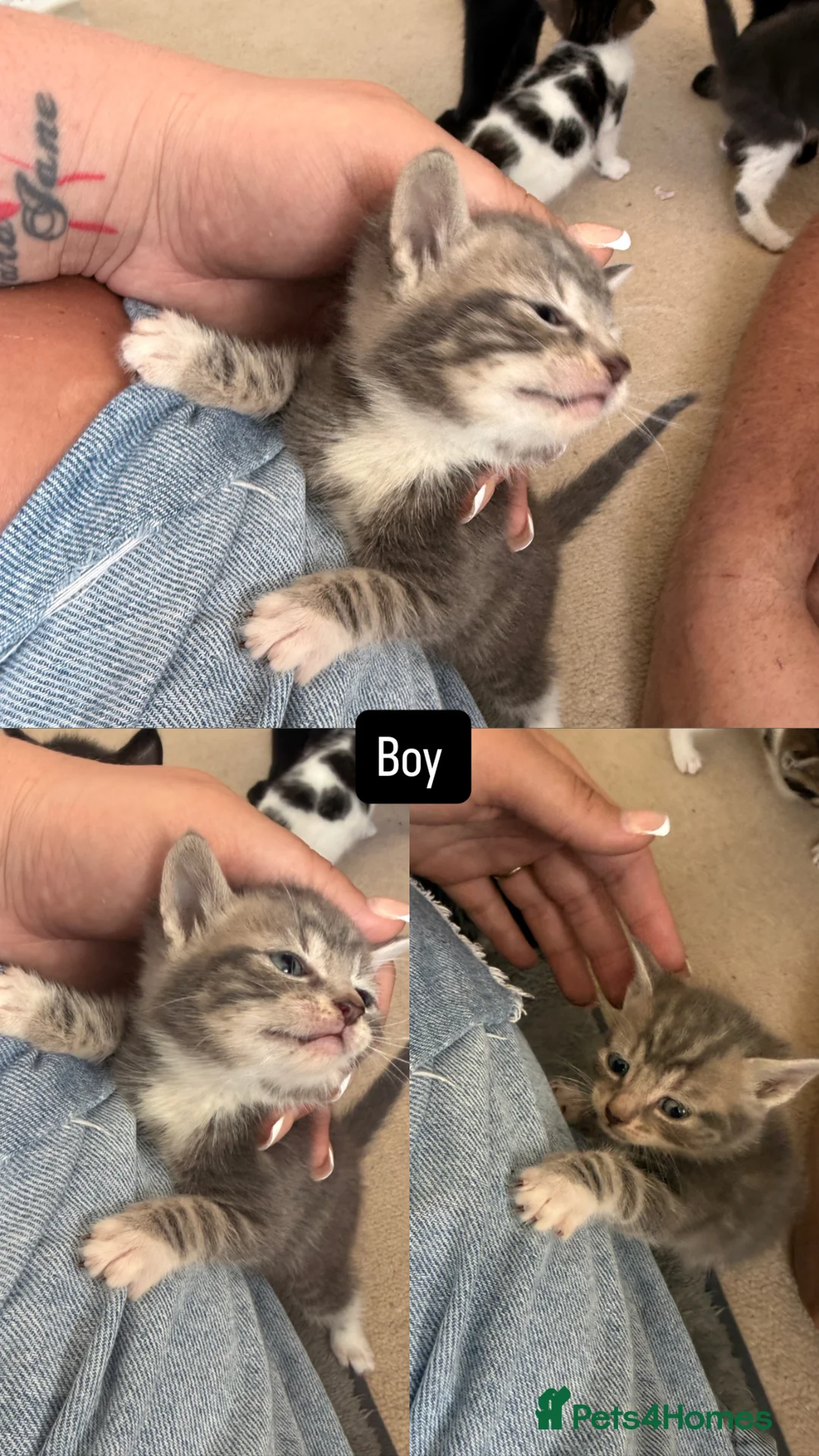 Mixed Breed cats for sale: Beautiful grey/tabby kitten - Advert 2