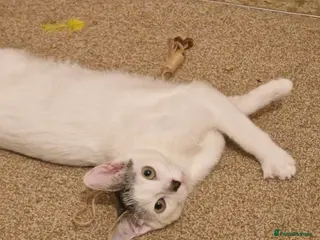 Domestic Shorthair cats Patch, 6 month old male (neutered) kitten in Reading - Advert 14