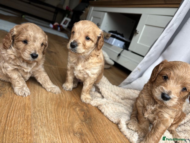 Cockapoo Scotland Cockapoo puppies for sale in Scotland | Pets4Homes