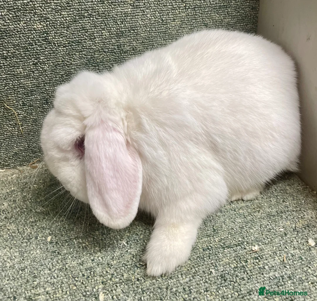 Mini Lop rabbits for sale: Lovely adult pair for rehoming - Advert 6