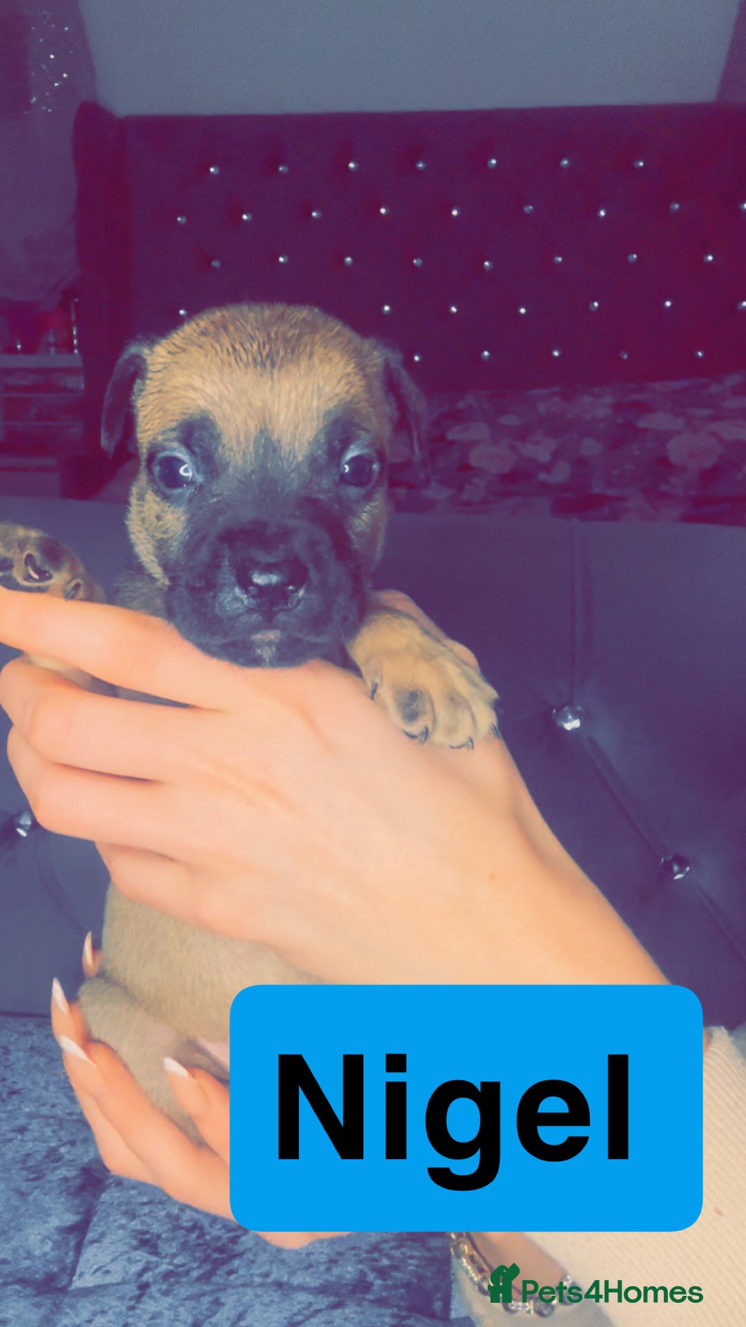 Mixed Breed dogs for sale: Mastiff puppies - Advert 16