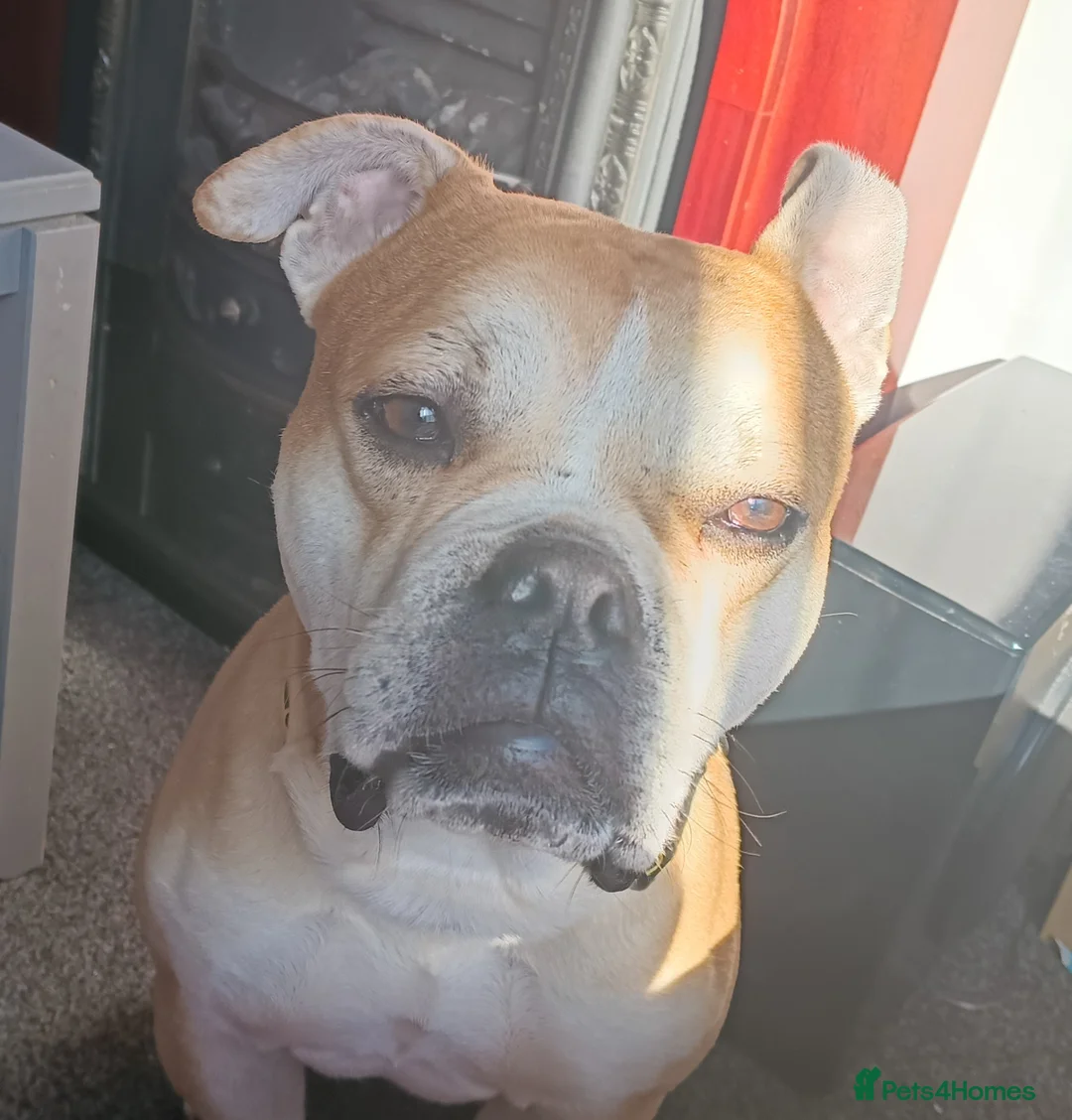 Old Tyme Bulldog dogs for sale: Old tyme bulldog  in Shildon - Advert 2