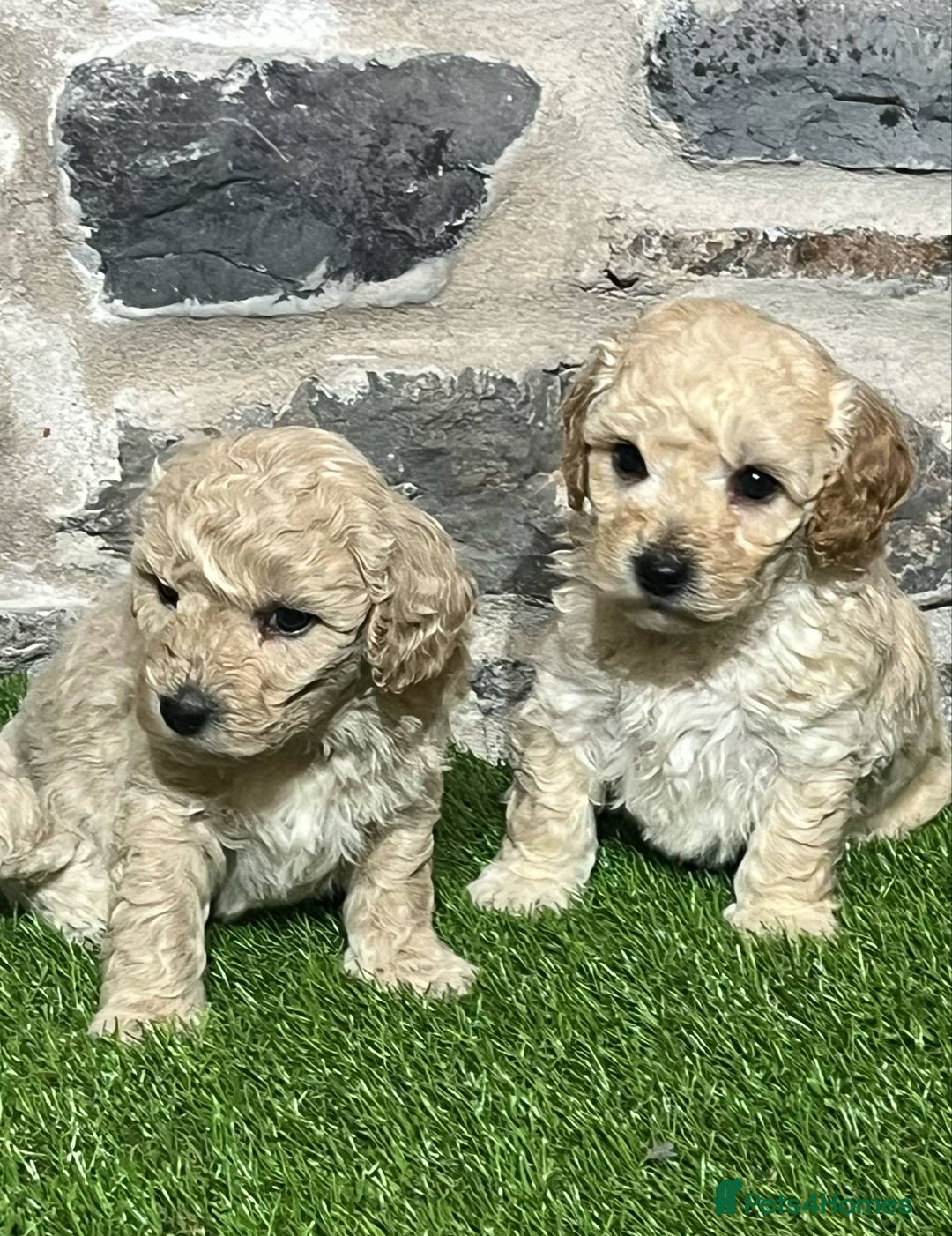 Poochon dogs for sale: Poochons Ready  **  Eve - Advert 6