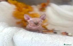Sphynx cats for sale: 7 adorable Sphynx  looking for their forever home - Image 20