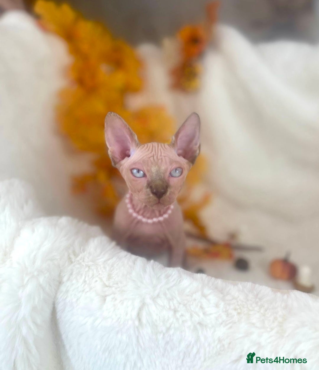 Sphynx cats for sale: 7 adorable Sphynx  looking for their forever home - Image 20
