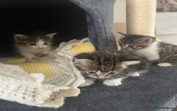 Mixed Breed cats for sale: Tabby cross kittens  - Image 4