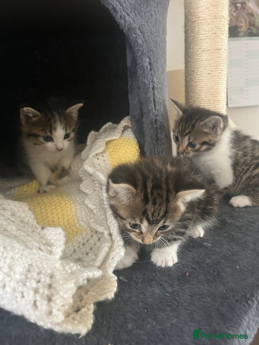 Mixed Breed cats for sale: Tabby cross kittens  - Image 4