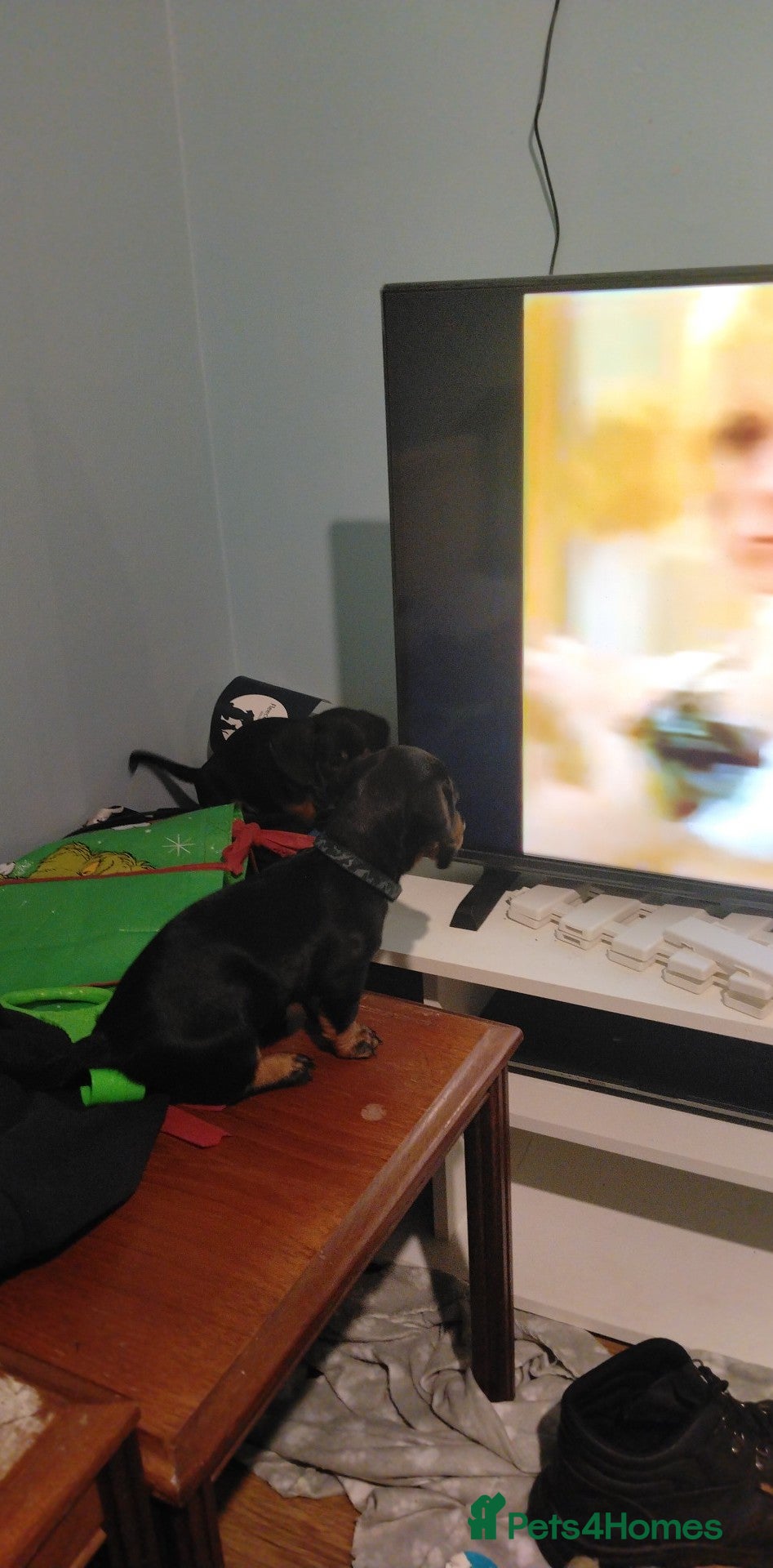 Dachshund dogs 3 amazing dachshunds are looking for new homes  - Advert 2