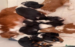 Cavalier King Charles Spaniel dogs for sale: King Charles cavalier puppies  - Image 1