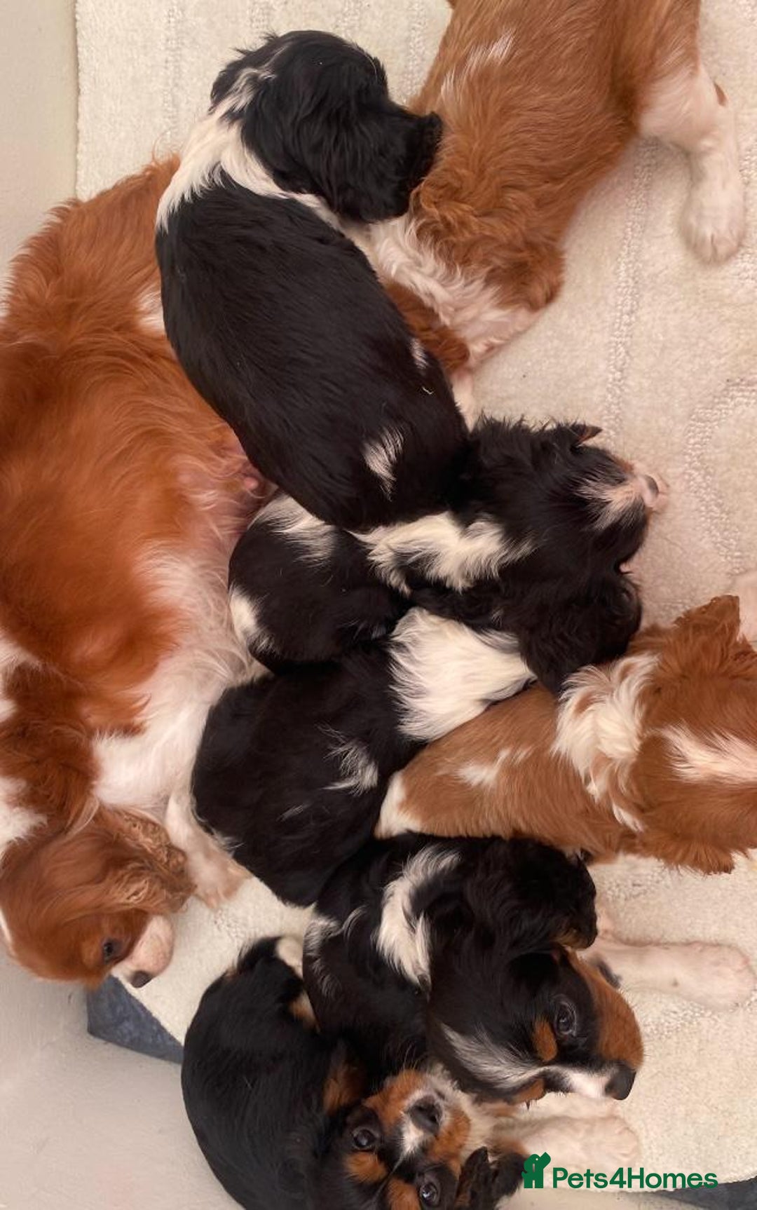 Cavalier King Charles Spaniel dogs for sale: King Charles cavalier puppies  - Image 1
