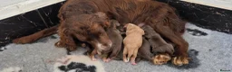 Cocker Spaniel dogs for sale: 7 BEAUTIFUL KC WORKING TYPE COCKER SPANIEL  - Advert 25