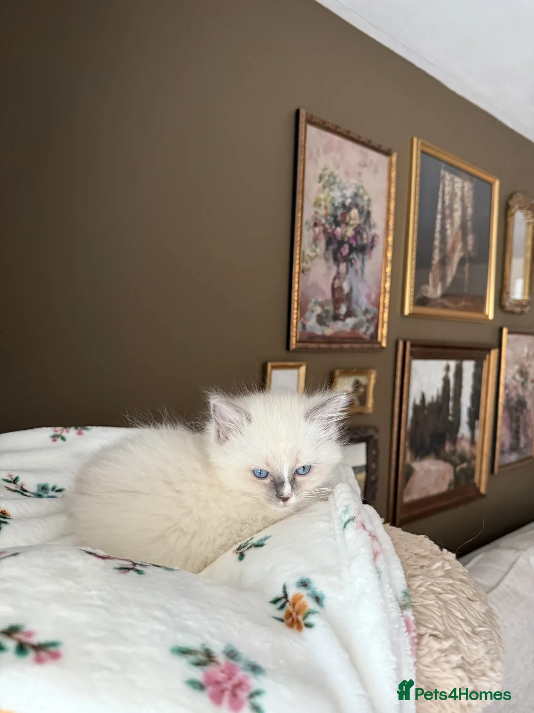 Ragdoll cats for sale: European Purebred Female Ragdoll 🩷 - Advert 32