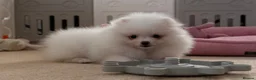 Pomeranian dogs for sale: Tiny Pomeranian Puppies  - Advert 12