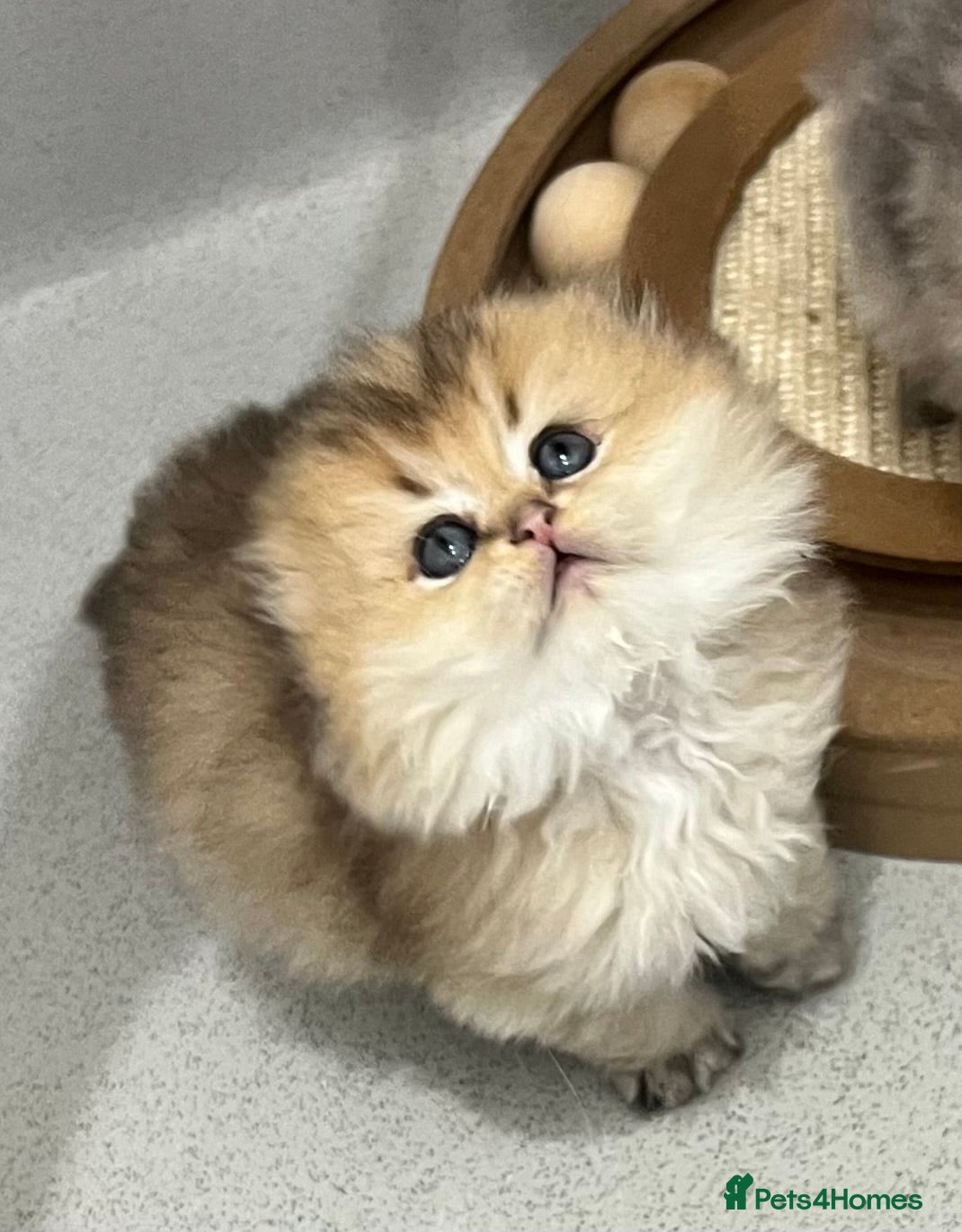 Scottish Fold cats Pedigree SFLH Boy **LAST KITTEN** - Advert 2