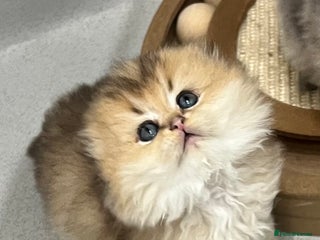 Scottish Fold cats Pedigree SFLH Boy **LAST KITTEN** - Advert 2