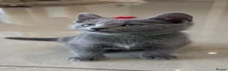 Russian Blue cats for sale: Tica registered kittens - Advert 8