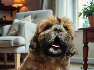 Shih Tzu dogs 💞 QUALITY STANDARD SHIH TZU 💞 - Advert 16