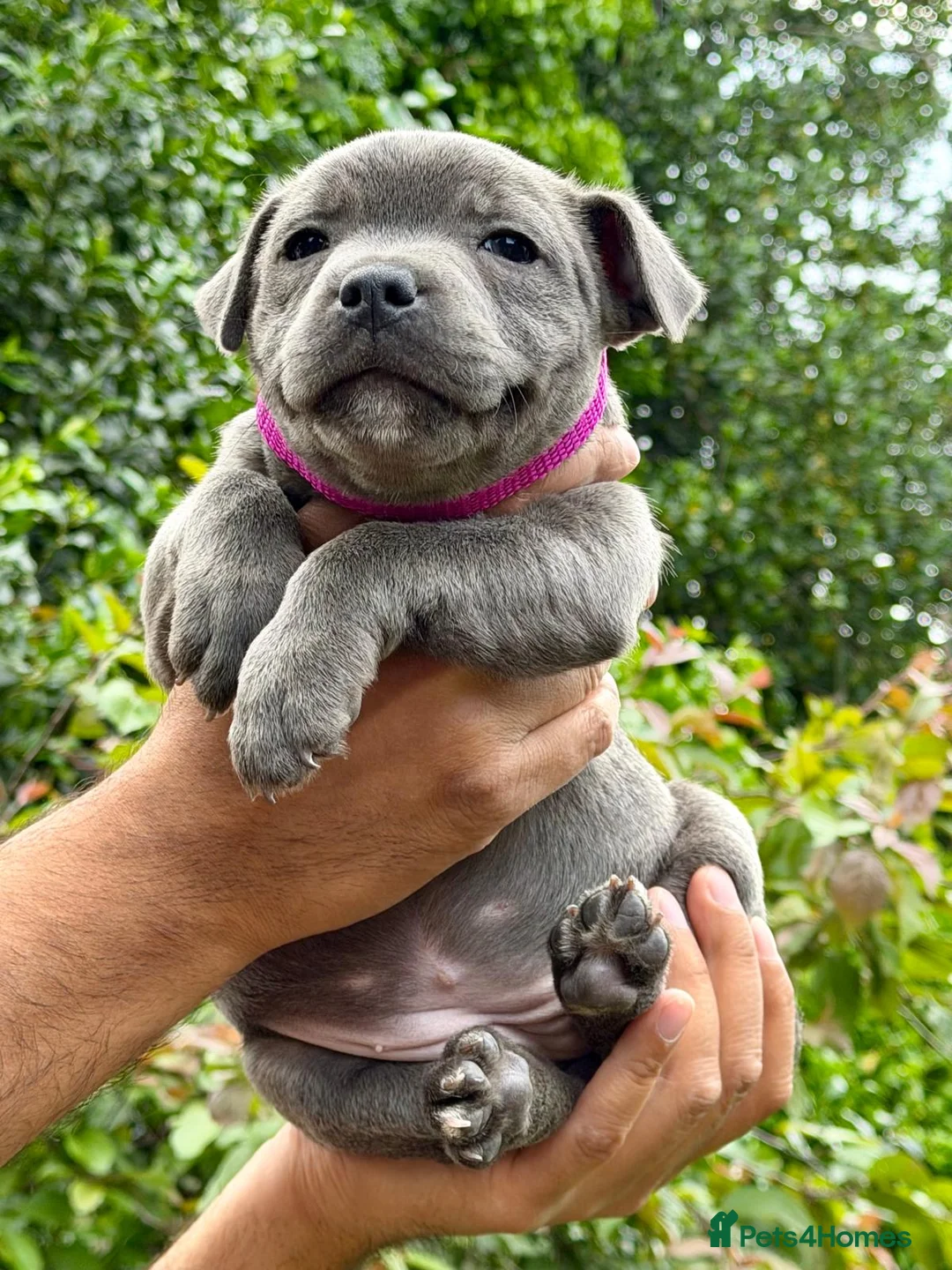Staffordshire Bull Terrier dogs for sale: Staffordshire Bull Terrier puppies KC reg 💙  - Advert 1