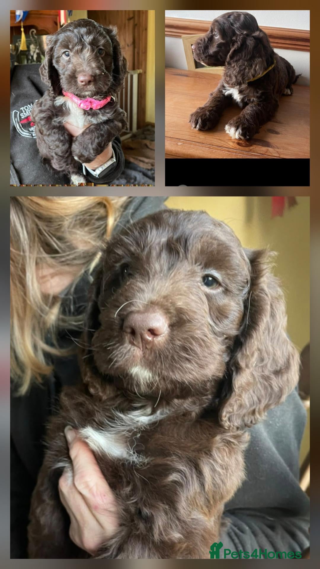 Sproodle dogs for sale: Gorgeous litter of Sproodle Pups  - Advert 1
