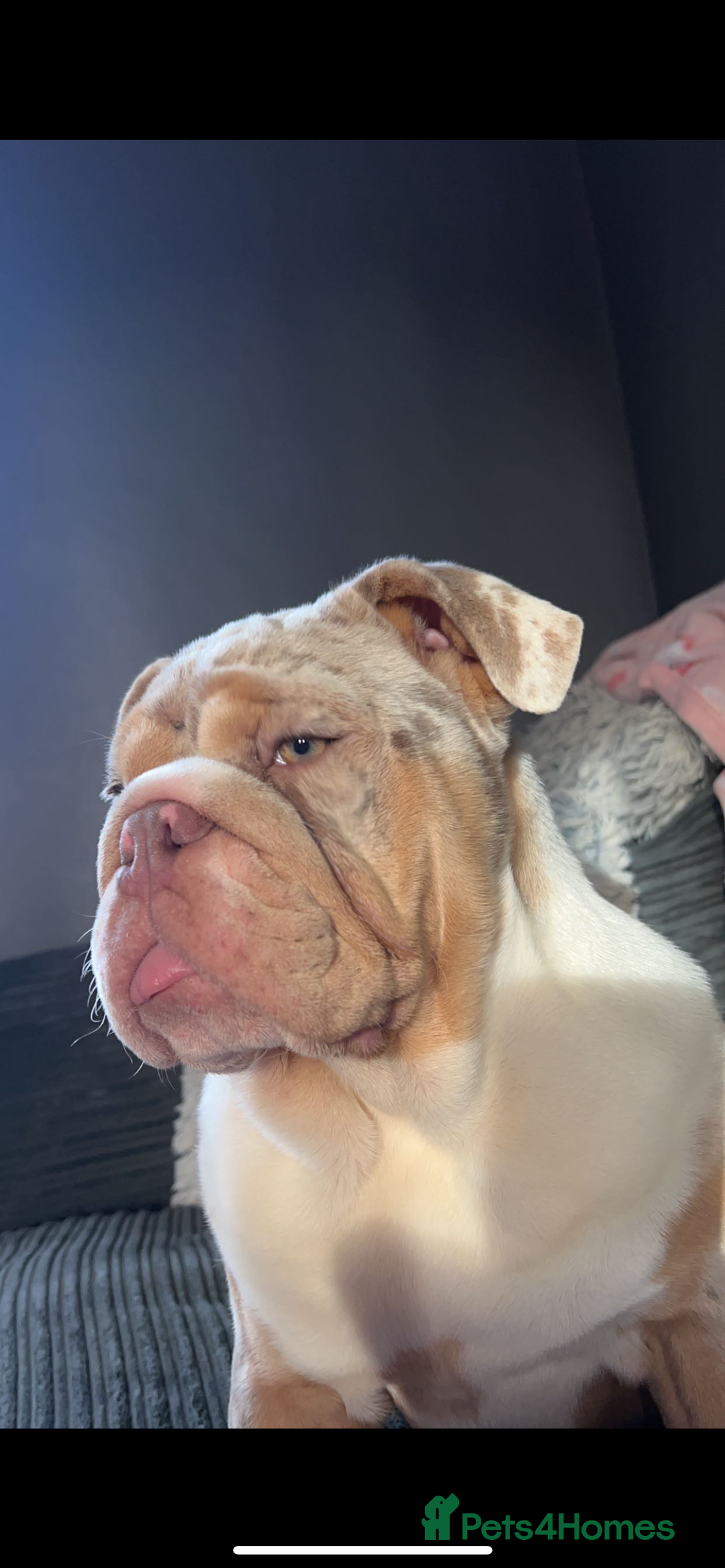 English Bulldog dogs for sale: 2 yr old english bulldog for adoption - Advert 2