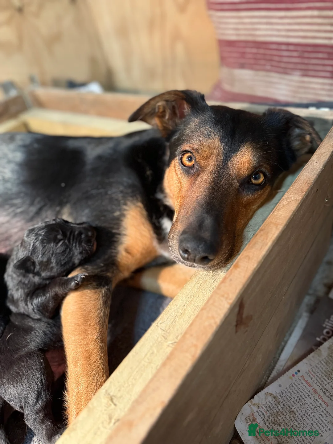 Mixed Breed dogs for sale: Huntaway x Labrador (Huntadors) in Cheltenham - Advert 2