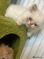 Persian cats - Advert 2