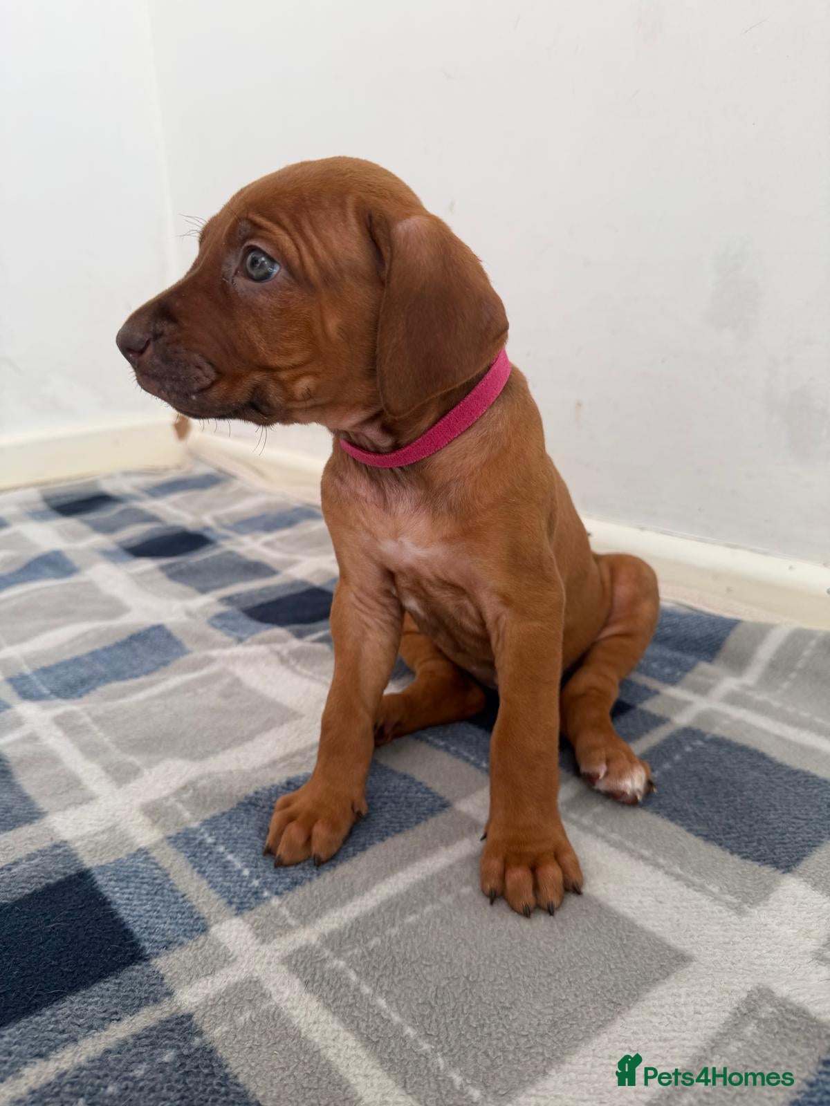 Rhodesian Ridgeback dogs for sale: Stunning KC Registered Rhodesian Ridgeback Puppies - Advert 33