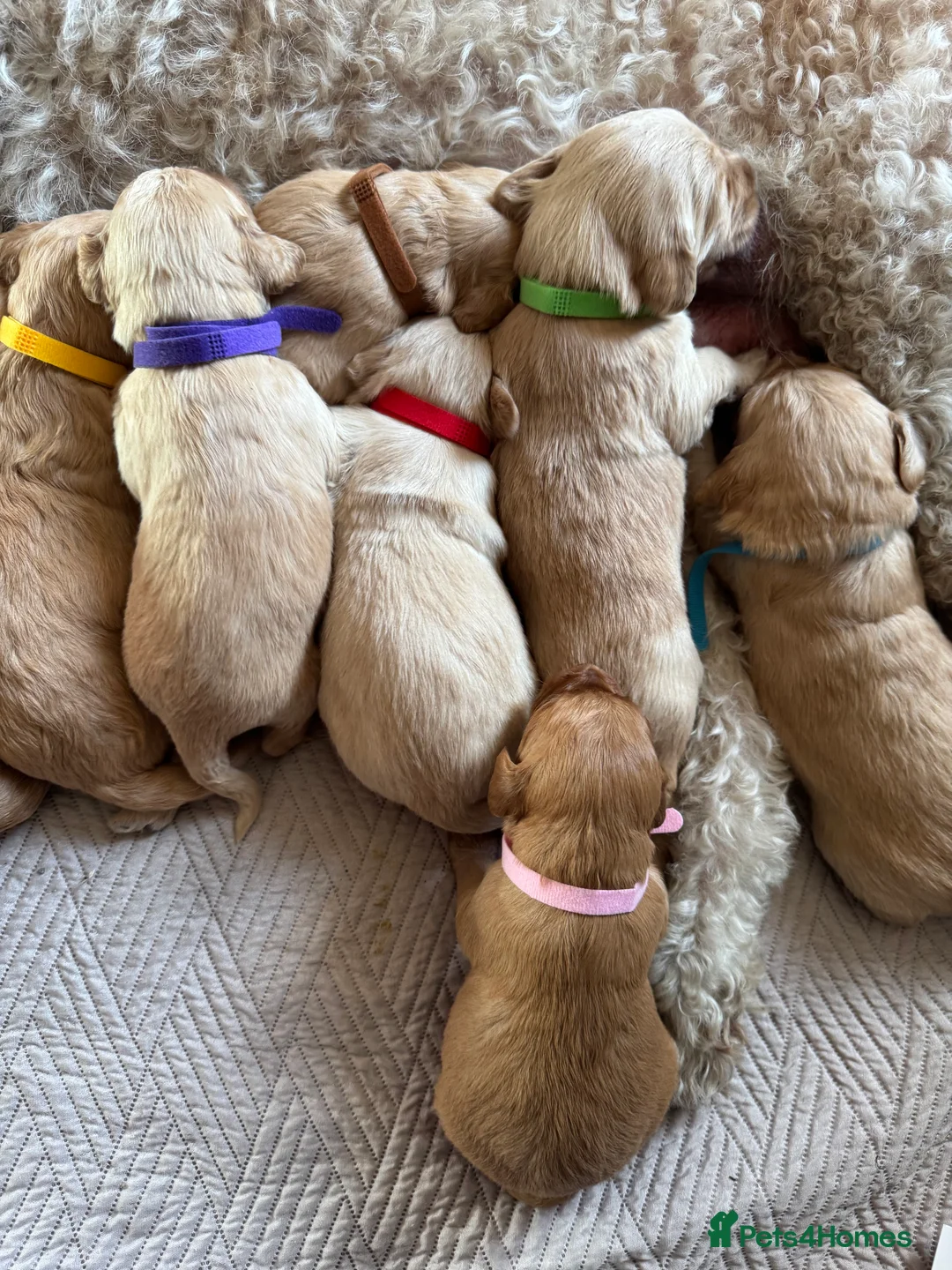 Goldendoodle dogs for sale: Expecptional goldendoodles - Advert 6