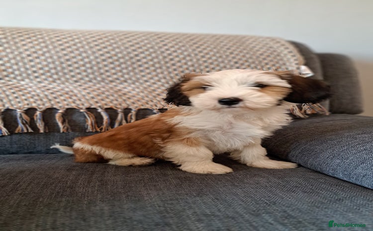 Tibetan Terrier dogs - Advert 1