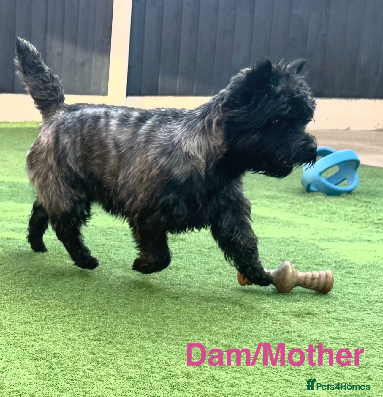 Cairn Terrier dogs KC reg pups off Health Tested lines, avail 1st Aug - Advert 6