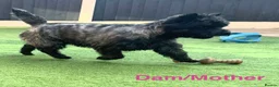 Cairn Terrier dogs for sale: KC reg pups off Health Tested lines, avail 1st Aug - Advert 4