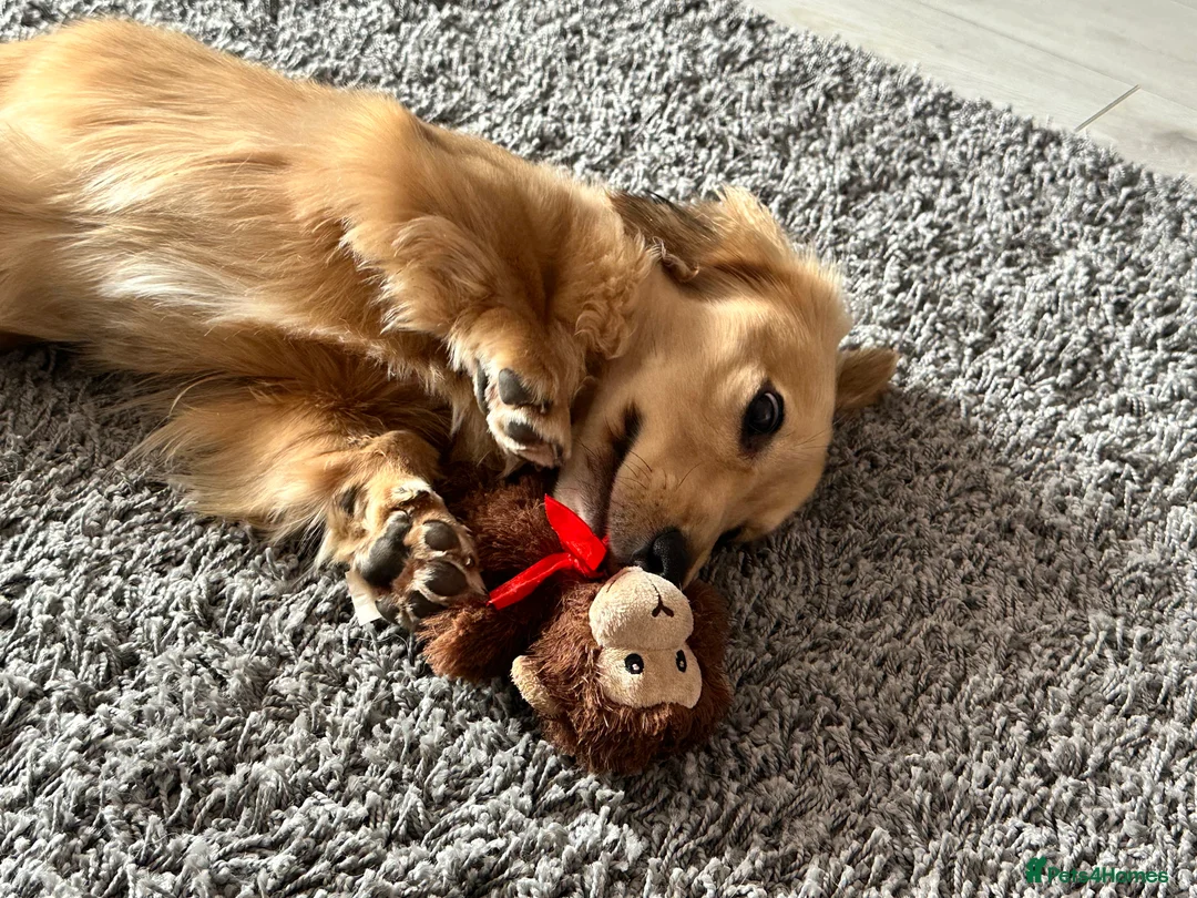 Miniature Dachshund dogs for stud: miniature longhaired dachshund for stud  - Advert 2