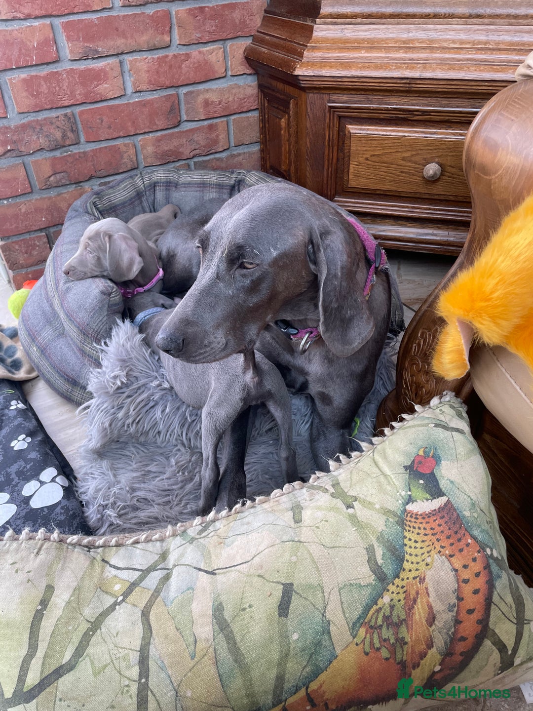 Weimaraner dogs for sale: KC Weimaraner puppies  - Image 11